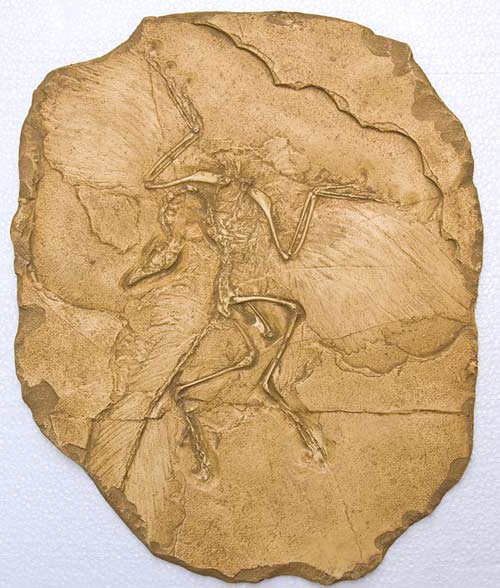 Reproduction Fossile archaropteryx