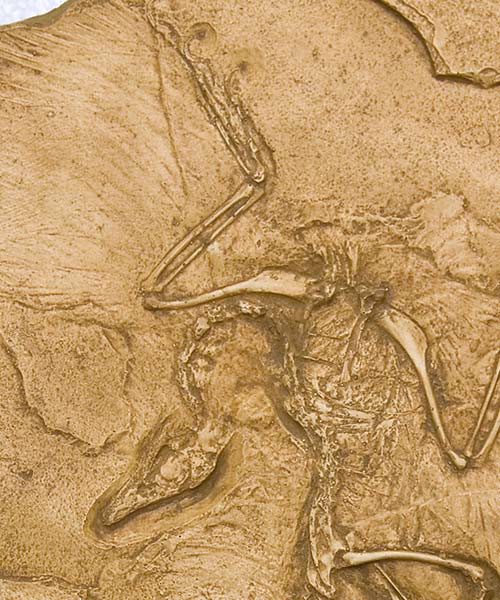  Reproduction Fossile archaeopteryx
