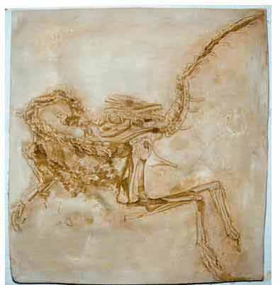 Reproduction Fossile dinosaure compsognathus