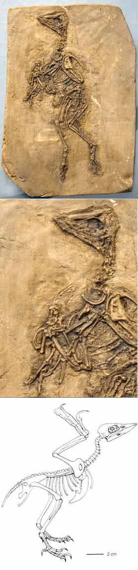 Reproduction Fossile oiseu prehistorique confuciusornis