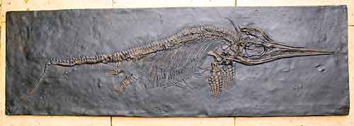 fossile ichthyosaurus