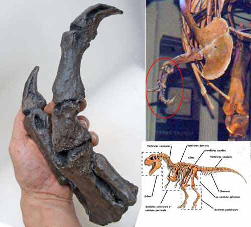 Reproduction Fossile main tyrannosaurus