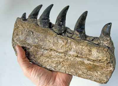 Reproduction Fossile dents Dinosaure megalosaure