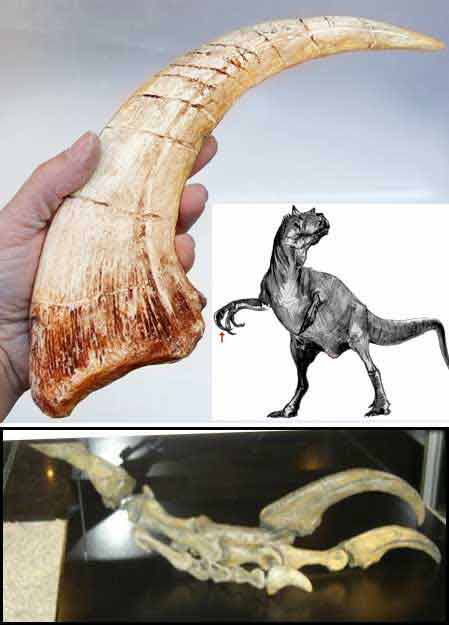 Reproduction Fossile dinosaure Megaraptor 