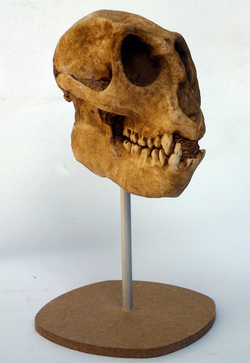 mesopithecus