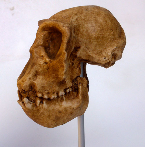 mesopitheque