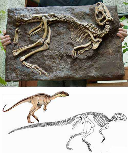 Reproduction Fossile dinosaure nanosaurus rex