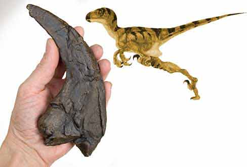 Reproduction Fossile dinosaure Utahraptor