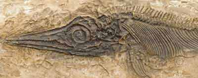ichthyosaure détail